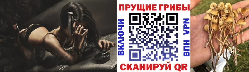 продажа наркотиков  Сертолово  Псилоцибиновые грибы MAGIC MUSHROOMS 